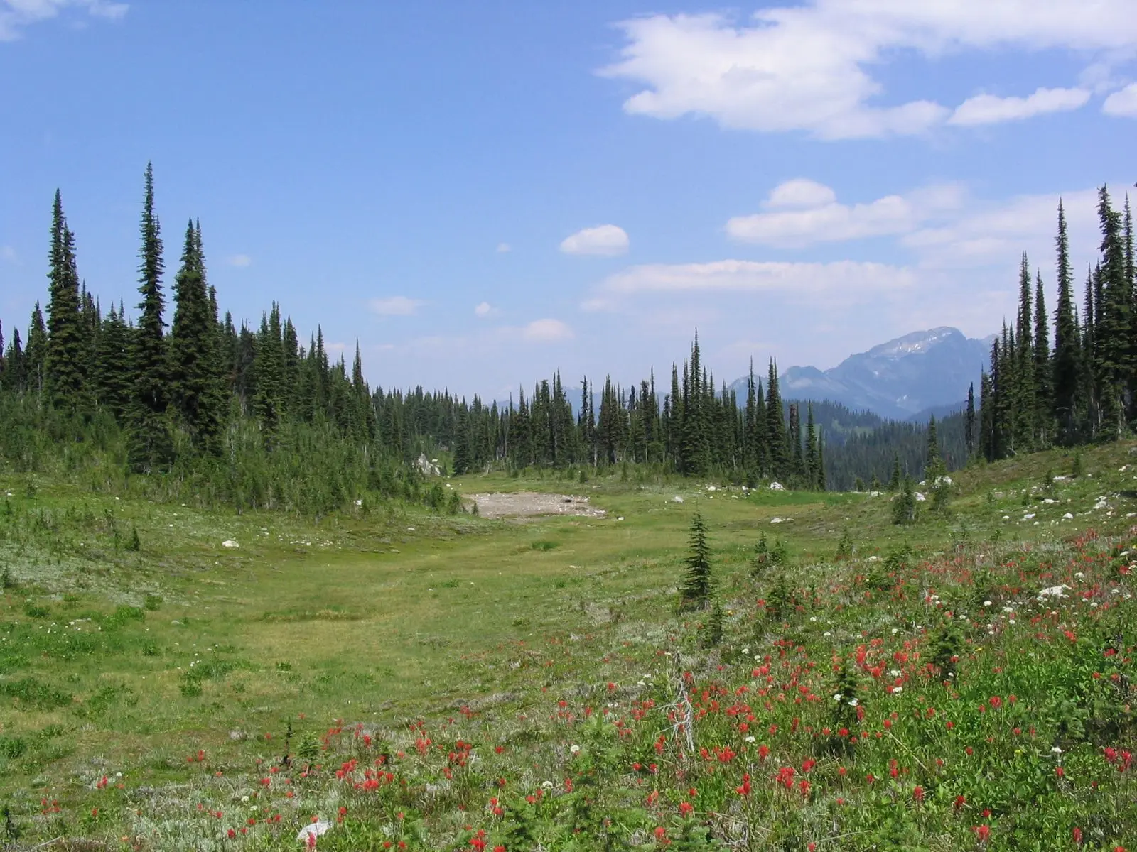 Photo of Mount Revelstoke National Park