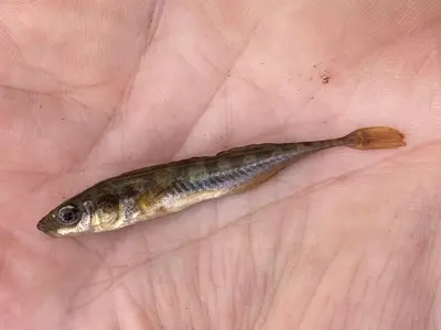 Pungitius pungitius 392718534