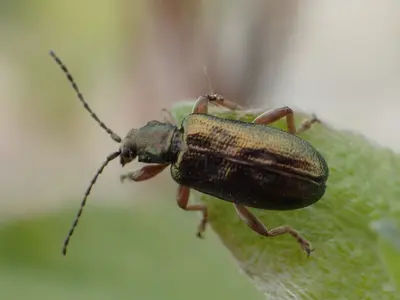 Plateumaris germari