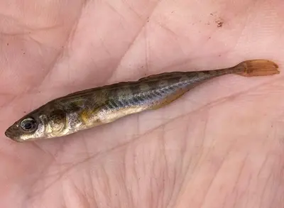 Pungitius pungitius 392718534 (cropped)