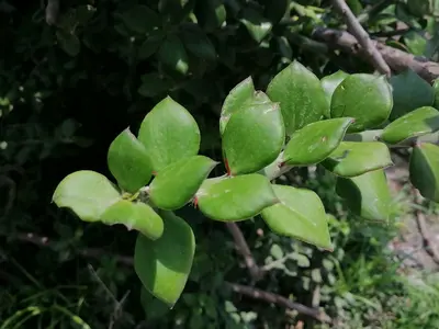 Pereskiopsis diguetii 146809614