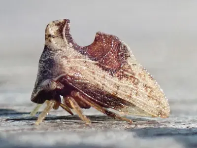 Entylia carinata 84547626