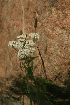 Yarrow (Achillea millefolium) (2863774394)
