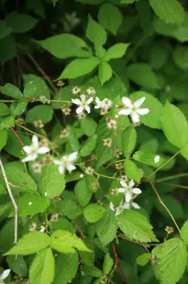 Bristly Dewberry, Swamp Dewberry (Rubus hispidus) (2864363698)