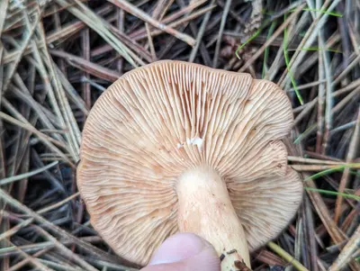Lactarius xanthogalactus 349377163