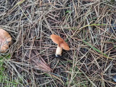 Lactarius xanthogalactus 349377104