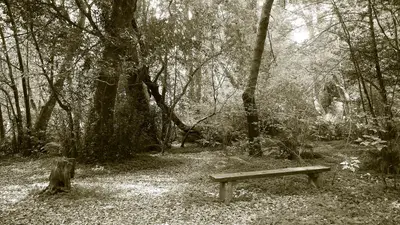 Myrtle Grove in Alfred A. Loeb State Park