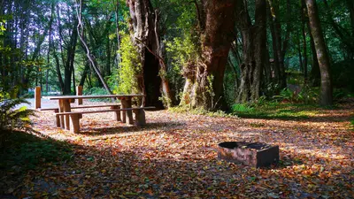 Picnic table in the Alfred A. Loeb State Park day usea area