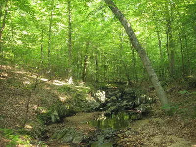 Mary Bird Branch - panoramio