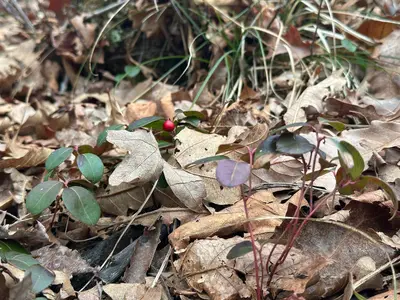 Eastern teaberry (Gaultheria procumbens) on the Onteora lake loop in Kingston, NY