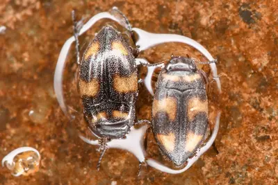 Neoclypeodytes plicipennis