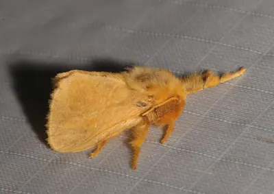 Megalopyge pyxidifera