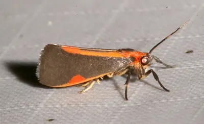 Cisthene subjecta