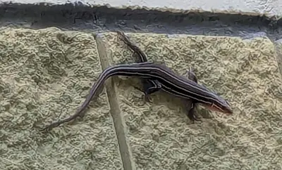 Plestiodon inexpectatus aka Southeastern five-lined skink