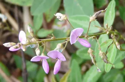 Panicled ticktrefoil2