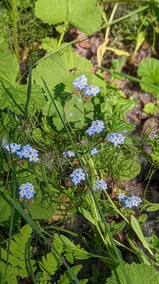 Forget-me-not-Chugach-MCZII-005 (52502180711)
