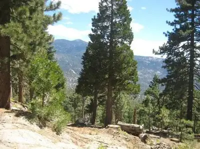 Down slopping hill with trees.