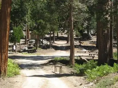 Forest trail leading to campsite.