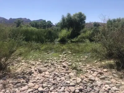 Riparian Area