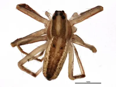 Pisaurina dubia i