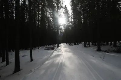The Forests at Kananaskis Alberta Canada (25751883150)