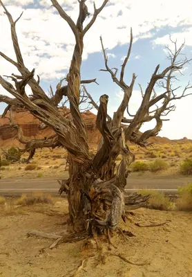 Mr. Tree - panoramio
