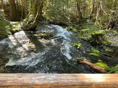A small and fast-moving stream flows under a wooden bridge and through dense underbrush.