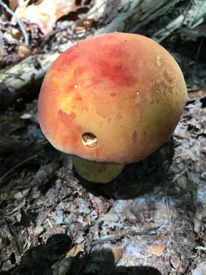 Lanmaoa pseudosensibilis 46674455