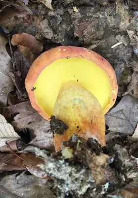 Lanmaoa pseudosensibilis 46674446