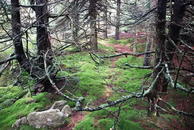 Spruce Knob - spruce forest 1