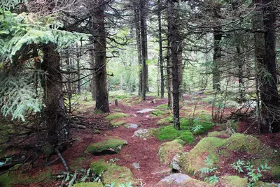 Spruce Knob - spruce forest 2