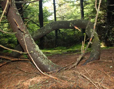 Spruce Knob - spruce tree 4