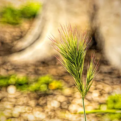 Rest stop plant (33095282994)