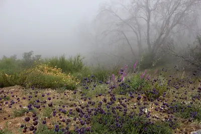 Native Flowers at Fog Edge - panoramio