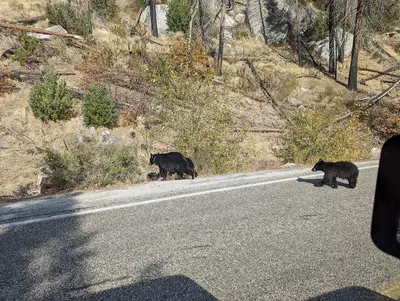 Kings Canyon National Park - 51728703119