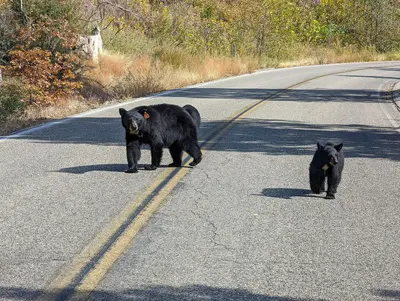 Kings Canyon National Park - 51726469267
