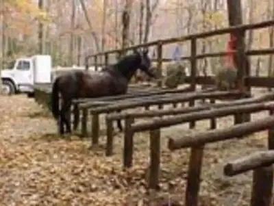 A horse hitched at Round Bottom Horse Camp