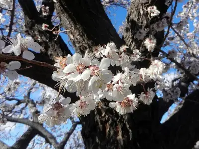 Close up of white flowers on an apricot tree