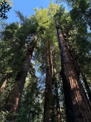 2025-08-09 17 16 49 View up into the canopy of the Redwood Grove from the Redwood Grove Trail within Henry Cowell Redwoods State Park in Felton, Santa Cruz County, California