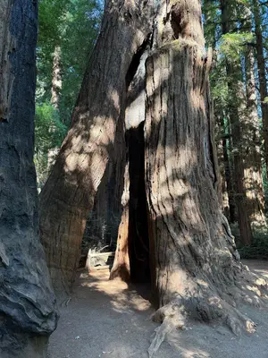 2025-08-09 17 17 58 Tunnel tree along the Redwood Grove Trail within Henry Cowell Redwoods State Park in Felton, Santa Cruz County, California