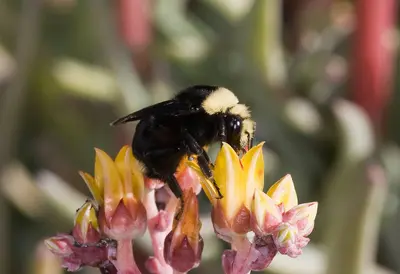 Bombus vosnesenkii