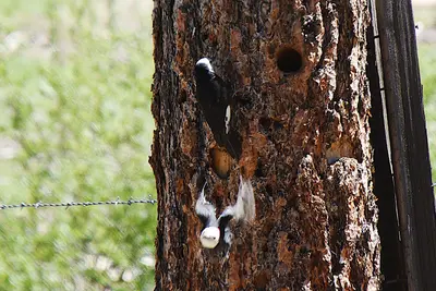 White-headed Woodpecker (Dryobates albolarvatus) 2021-06-07 (13) (51240407082)