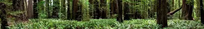 Redwood WV banner