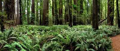 365-365 ~ Stout Grove -redwood -trees -panorama -california -statepark -green (9468408094)