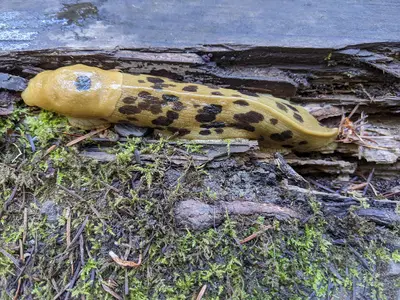 Spotted Banana Slug