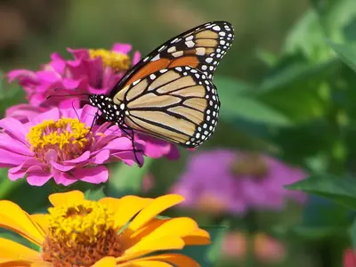 Butterfly soft - Flickr - SouthernView