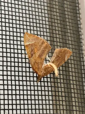 Eulithis testata 153767194
