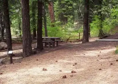 Campsite in Spring Creek Campground surrounded by Ponderosa Pine trees.