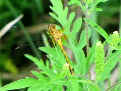 Black Meadowhawk, female, PE County
