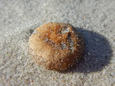Psathyrella ammophila 188873827